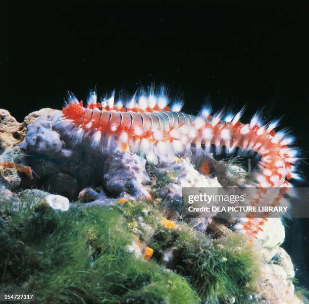 Fireworm Larvae Fireworm Photos and Premium High Res Pictures - Getty Images