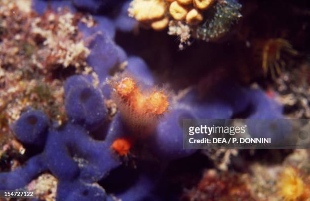 False Coral , Myriaporidae, on Yellow Clathrina , Clathrinidae.