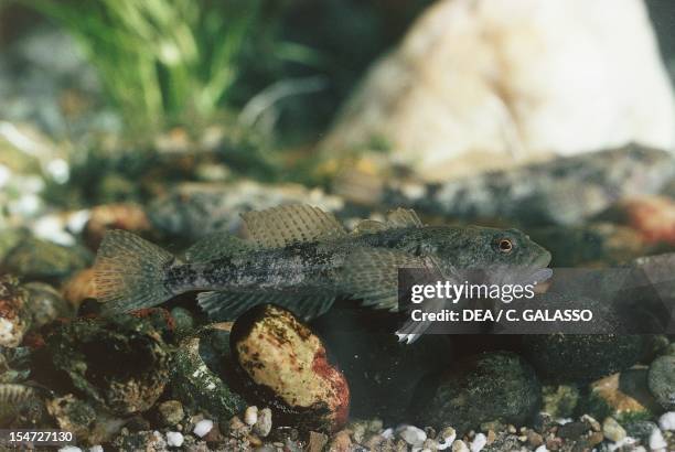 Cottidae Photos and Premium High Res Pictures Getty Images