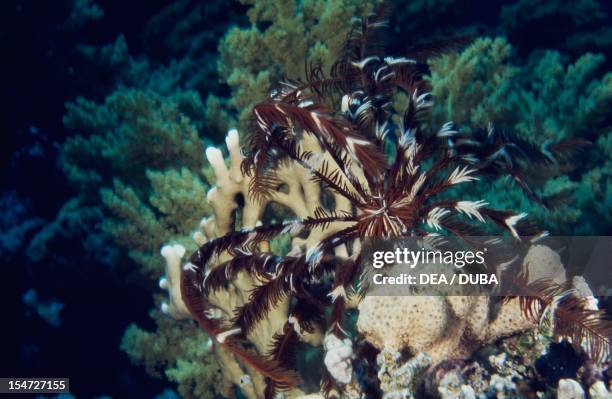 Sea Lily, Crinoidea.