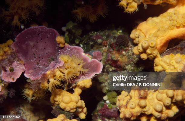 Yellow Cluster Anemone , Parazoanthidae. Mediterranean Sea.