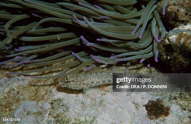 Locks Goby 30 Anemonia Sulcata Snakelocks Anemone Stock Photos, High-Res Pictures ...