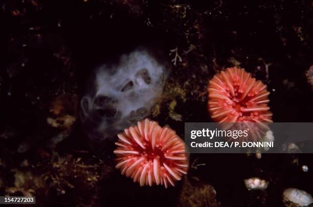 Stony Coral, Scleractinia.