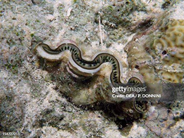 Filibranchia 57 Lamellibranchia Stock Photos, High-Res Pictures, and Images - Getty ...