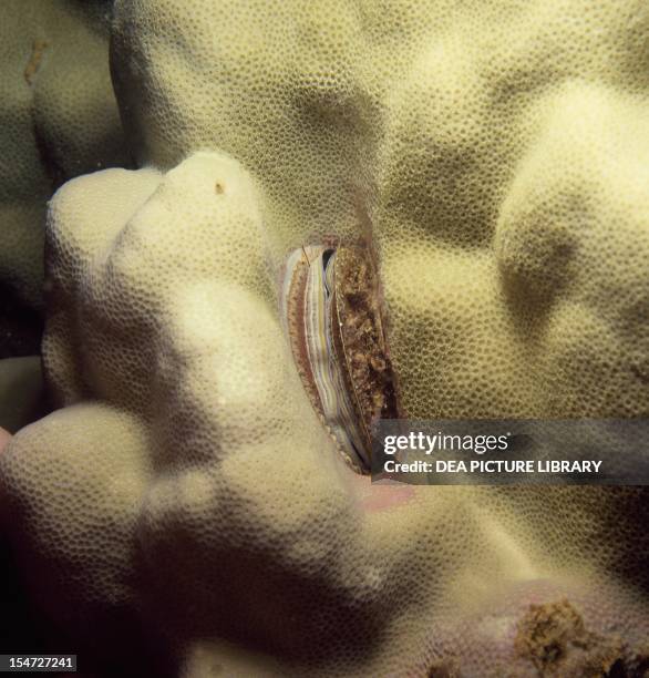 Filibranchia 57 Lamellibranchia Stock Photos, High-Res Pictures, and Images - Getty ...