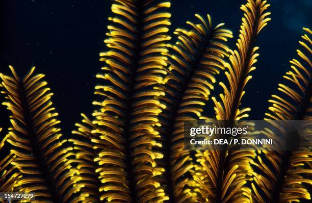 Sea Lily, detail of the arms lined with pinnules, Crinoidea.