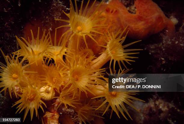 Yellow Cluster Anemone , Parazoanthidae.