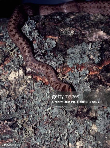 Smooth snake , Colubridae.