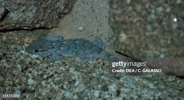 Gecko , Gekkonidae.