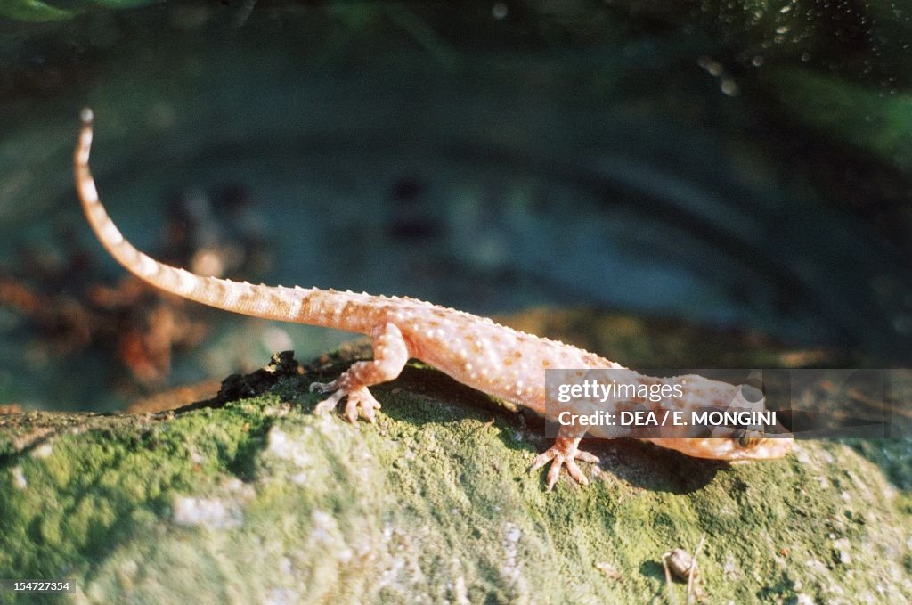 Mediterranean house gecko (Hemidactylus turcicus)...