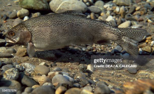 Brown Trout , Salmonidae.