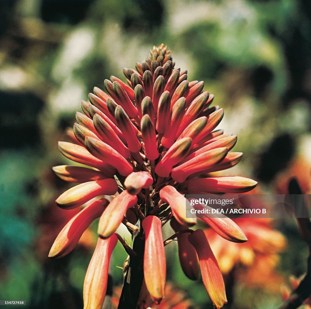 Aloe sp flower...