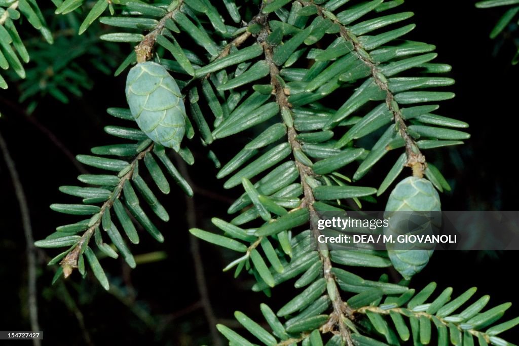 Canadian Spruce branch with cones...