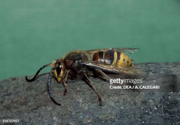 European hornet or Hornet , Vespidae.