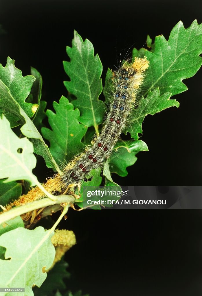 Gypsy moth or Asian gypsy moth...