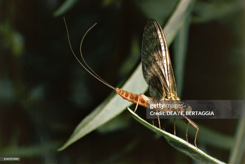 Mayfly...