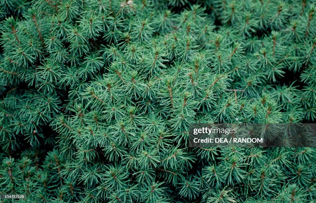 Dwarf White Alberta Spruce leaves...