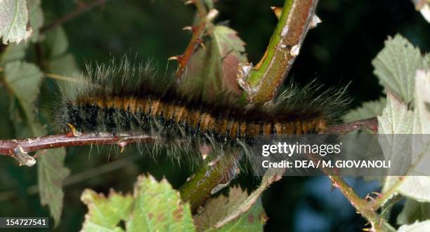 Fox moth caterpillar, Lasiocampidae.