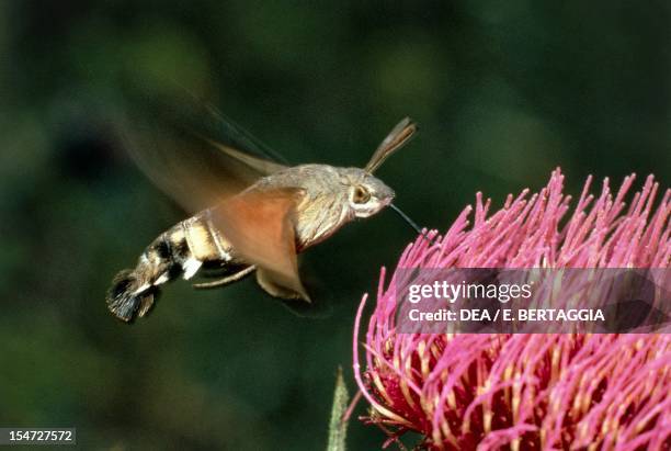 Hummingbird hawk-moth or Hummingmoth , Sphingidae.