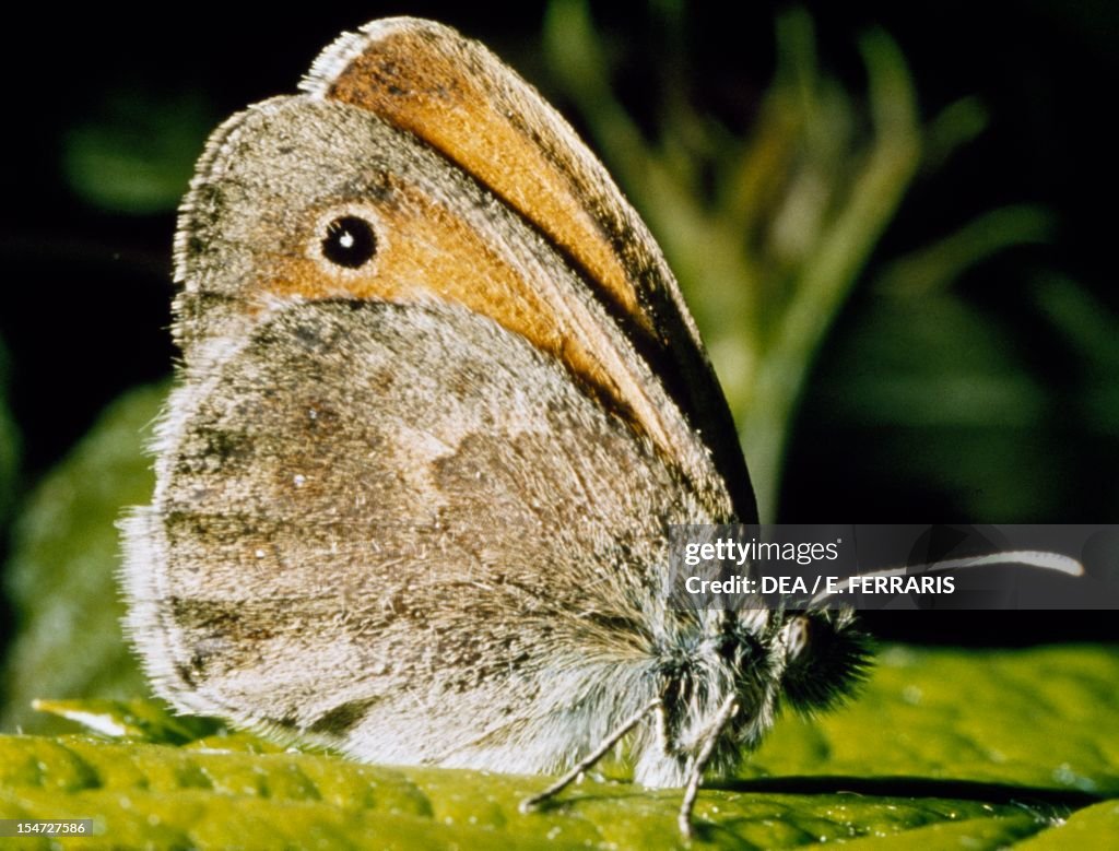 Small heath...