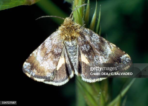 Fox moth , Lasiocampidae.