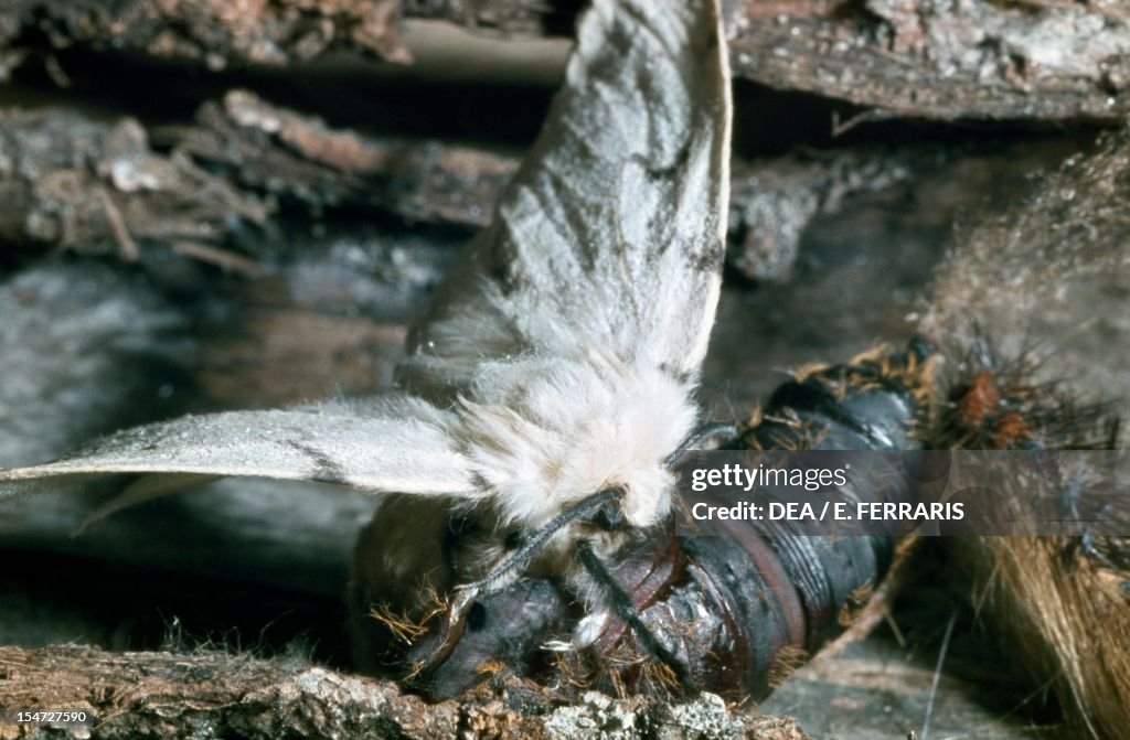 Gypsy moth or Asian gypsy moth...