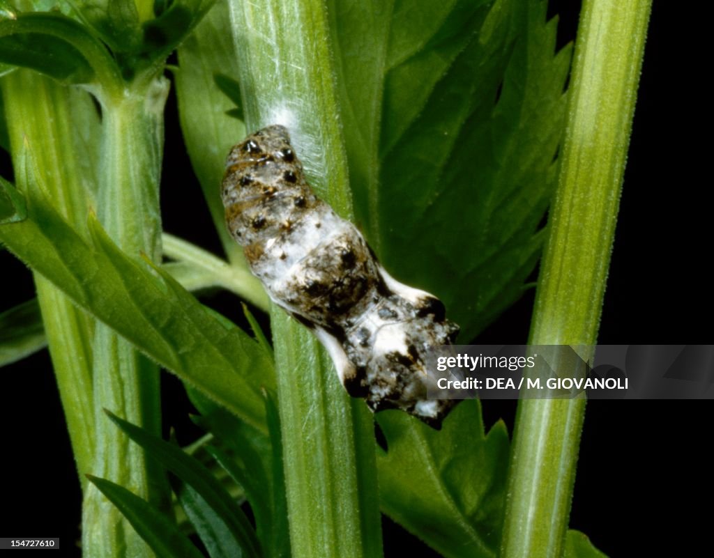 Titania's fritillary or Purple bog fritillary...