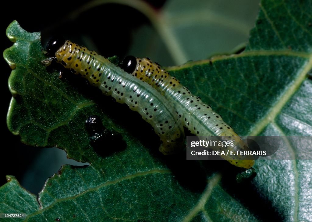 Caterpillars on a leaf.