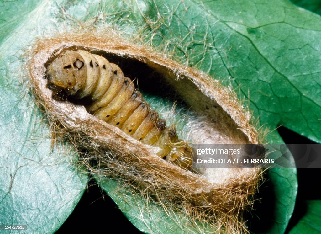 Butterfly larva losing its hair.