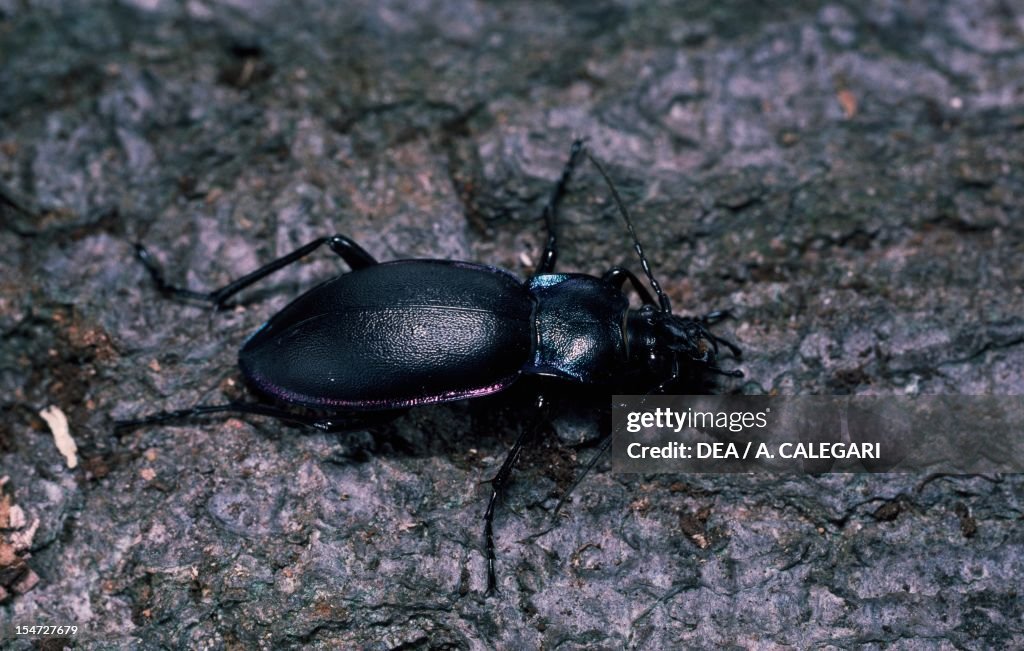 Violet ground beetle...