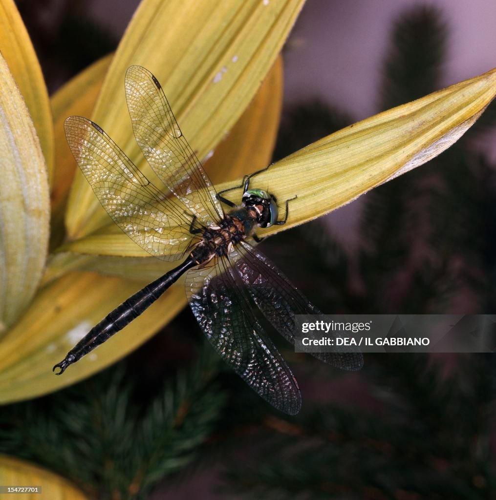 Northern emerald...