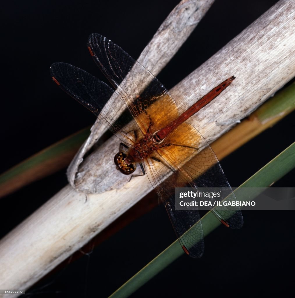 Yellow-winged darter...