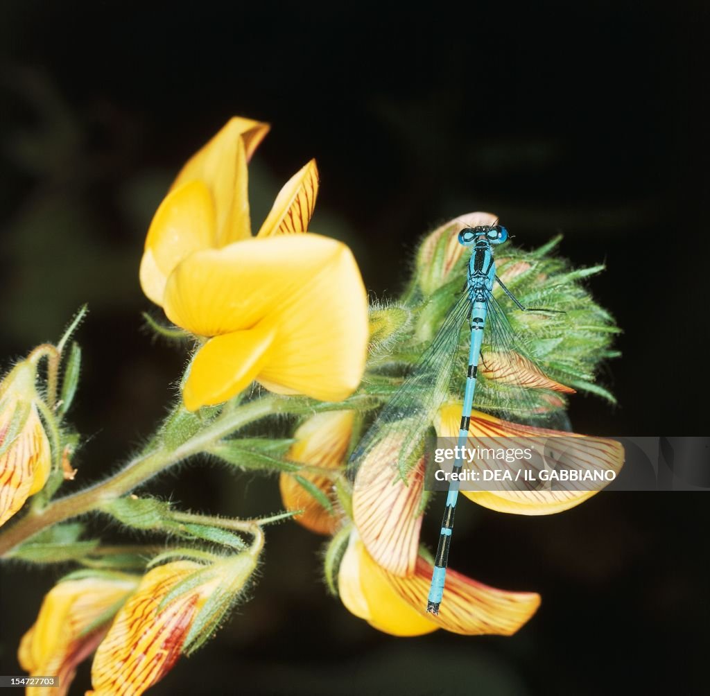 Common blue damselfly...