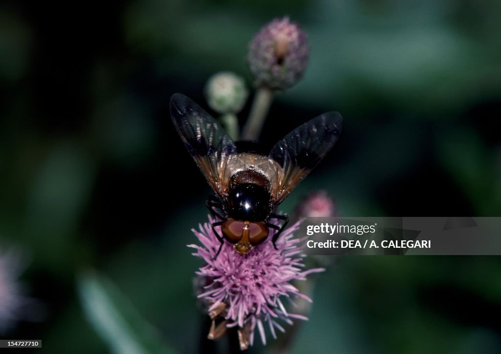 Hover-fly...