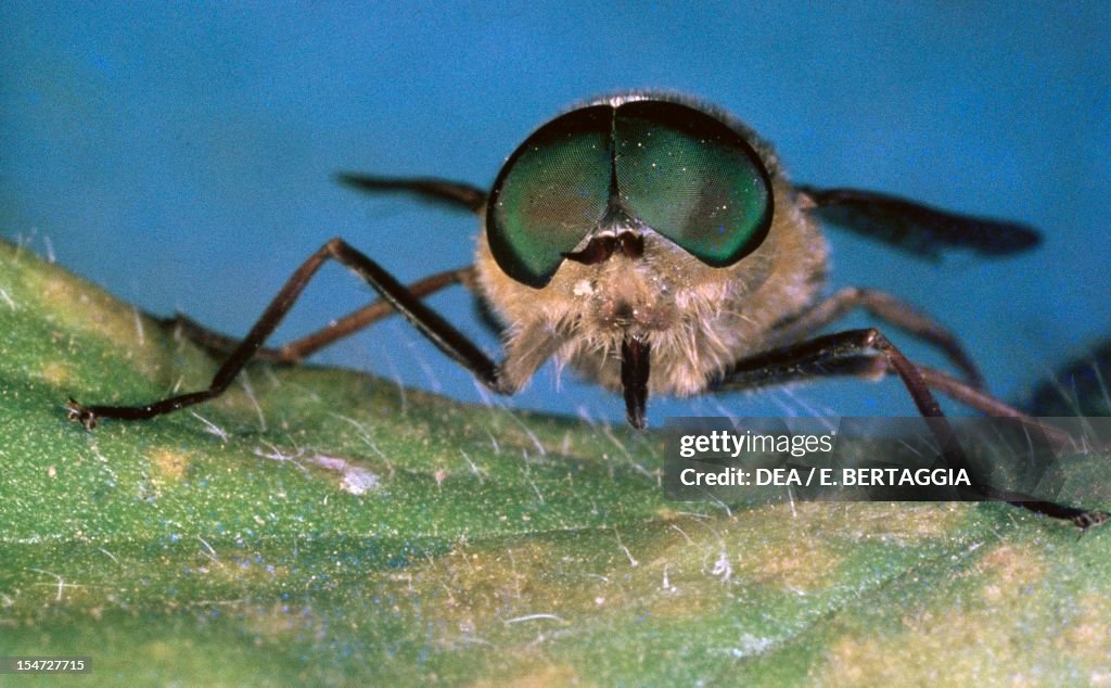 Pale giant horse-fly...