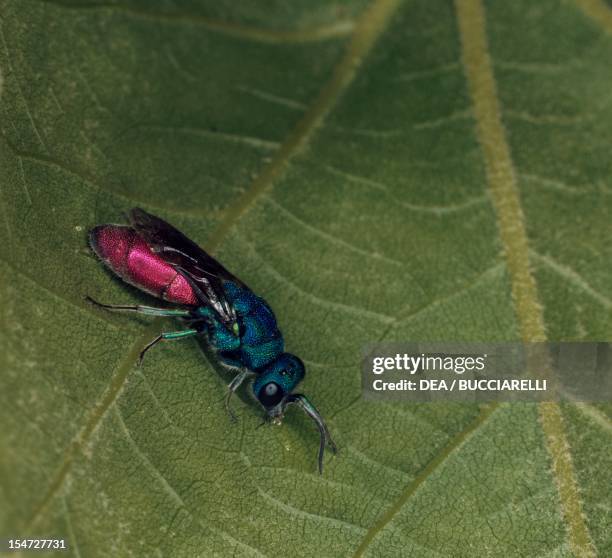 67 Chrysis Stock Photos, High-Res Pictures, and Images - Getty Images