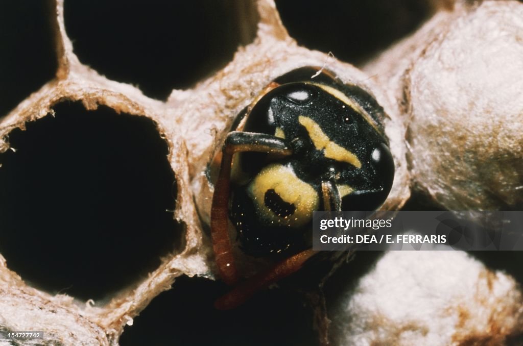 Polistes wasp emerging from the honeycomb...