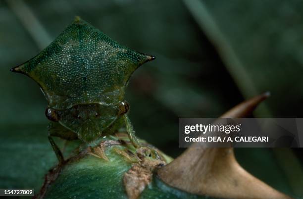 Treehopper Cow Buffalo Treehopper Photos et images de collection - Getty Images