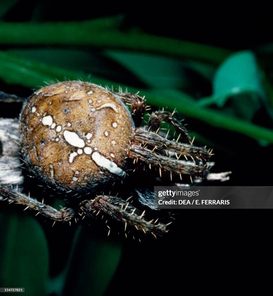 European garden spider, Cross spider...