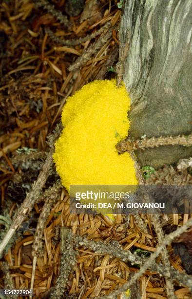 Dog vomit slime mold or Scrambled egg slime , Physaraceae.