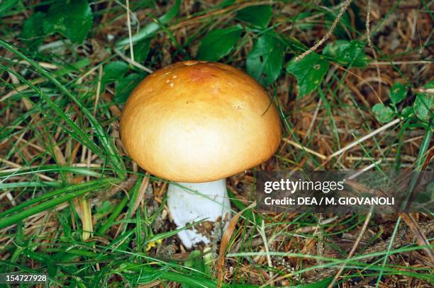 Russulaceae 14 Common Russula Mushroom Stock Photos, High-Res Pictures, and Images ...