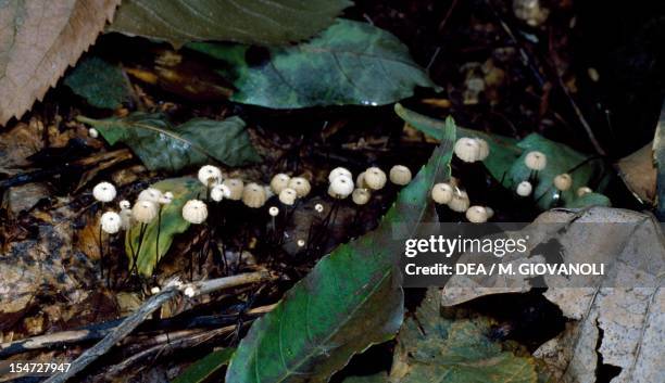 Examples of Collared Parachute, Pinwheel mushroom or Horse hair fungus , Tricholomataceae.