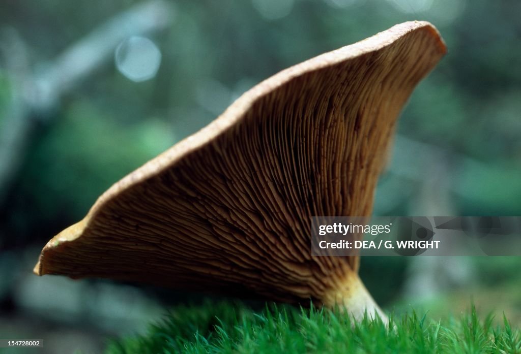 Detail of the lamella (gills) of a mushroom...