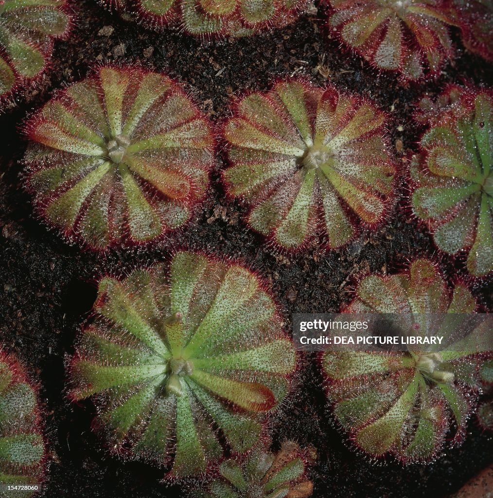 Alice sundew (Drosera aliciae)...