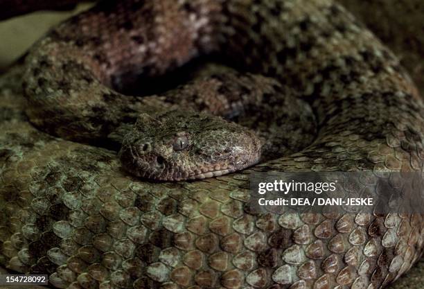 Eastern diamondback rattlesnake , Viperidae. Messico.