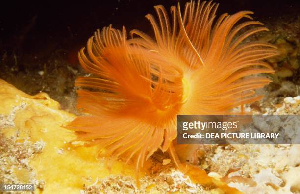 Fan worm, or Plume Worm or Red Tube Worm , Serpulidae.