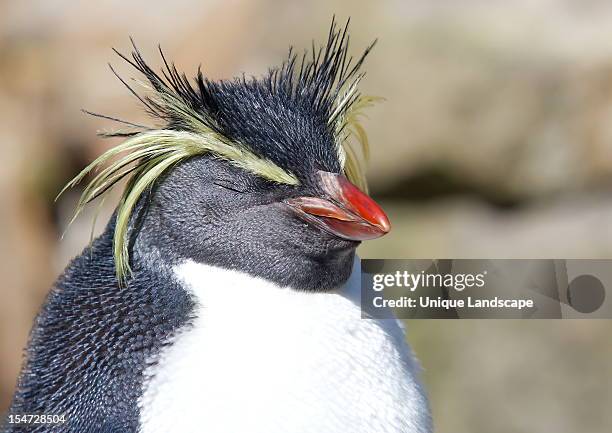 sleeping in the sun - penguin bildbanksfoton och bilder