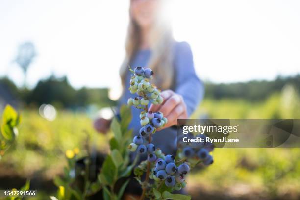 chica recogiendo y comiendo arándanos orgánicos frescos - arándano fotografías e imágenes de stock