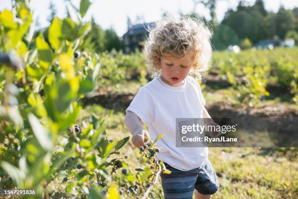 cute toddler picking organic blueberries - toddler boys stock pictures, royalty-free photos & images