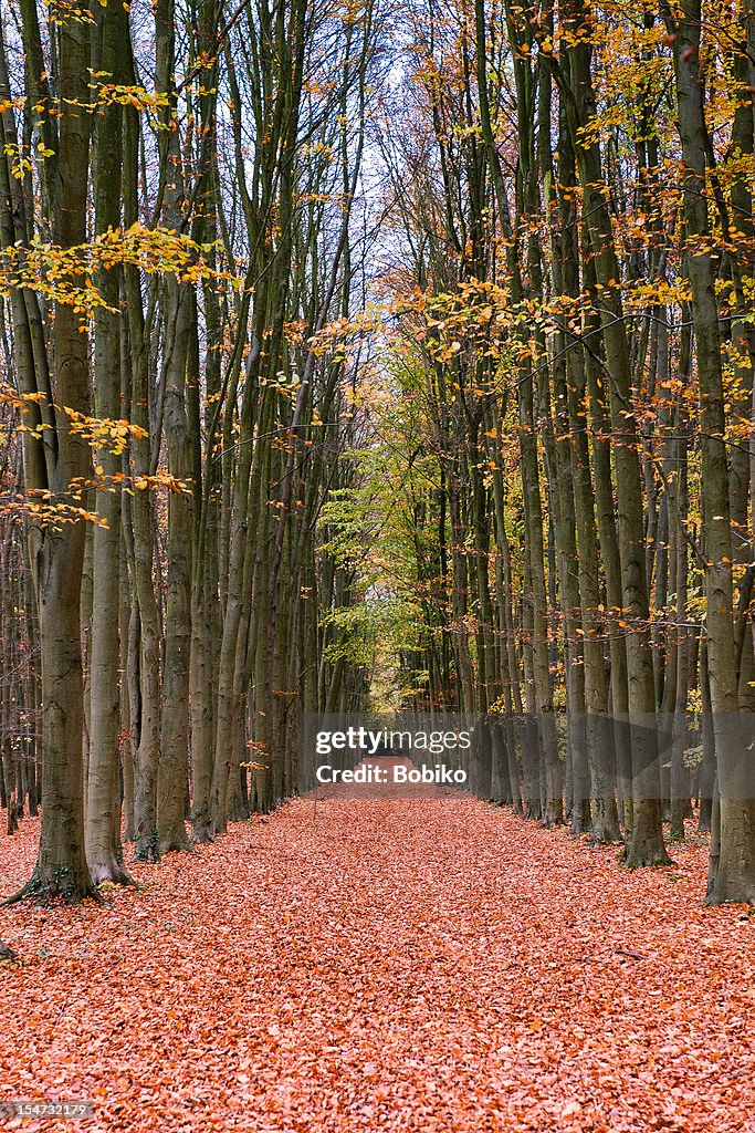 Avenue of beech trees